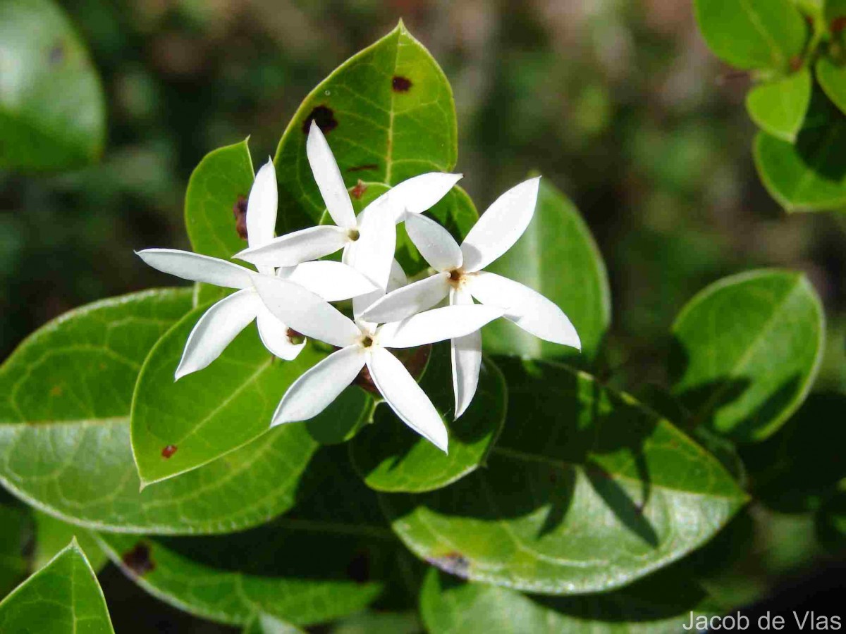 Carissa spinarum L.